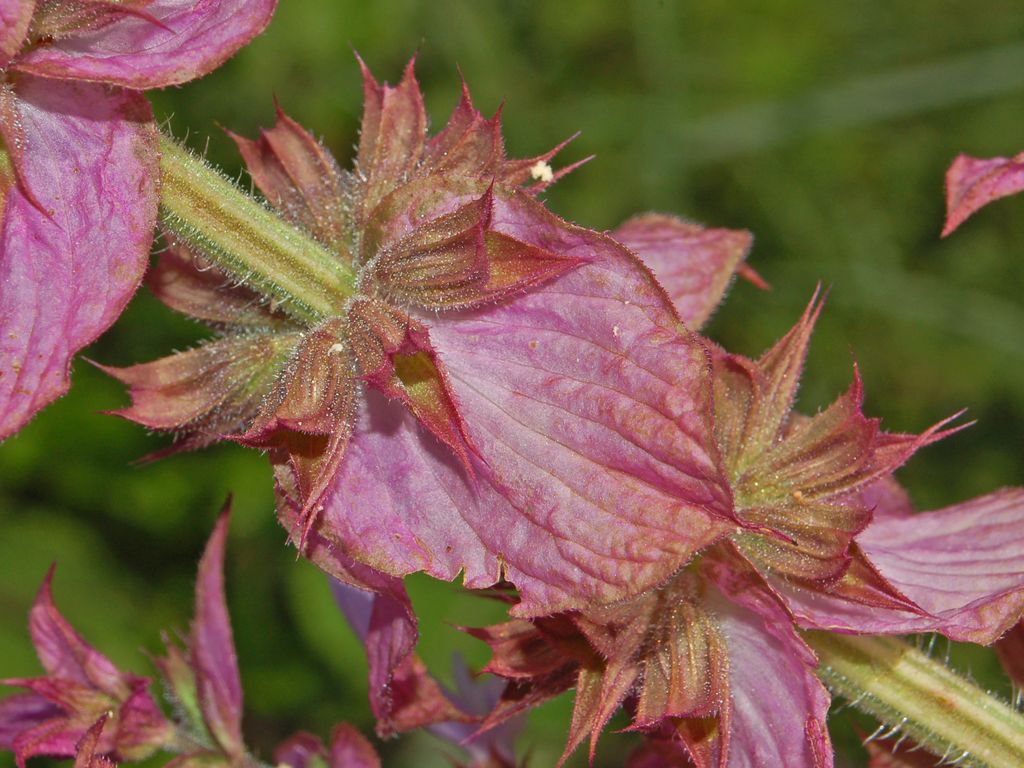 Salvia sclarea / Salvia moscatella